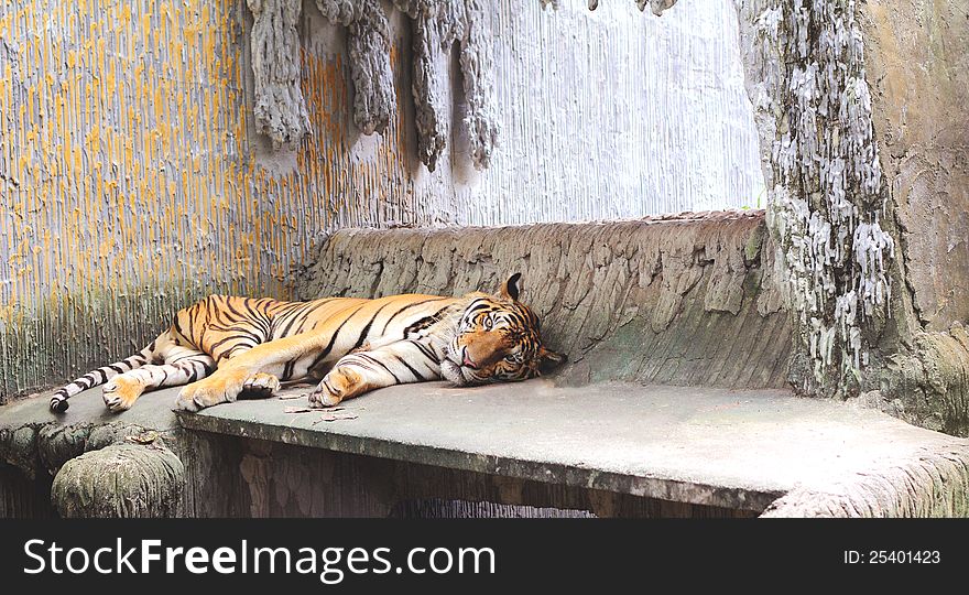 Tiger lying on the ground