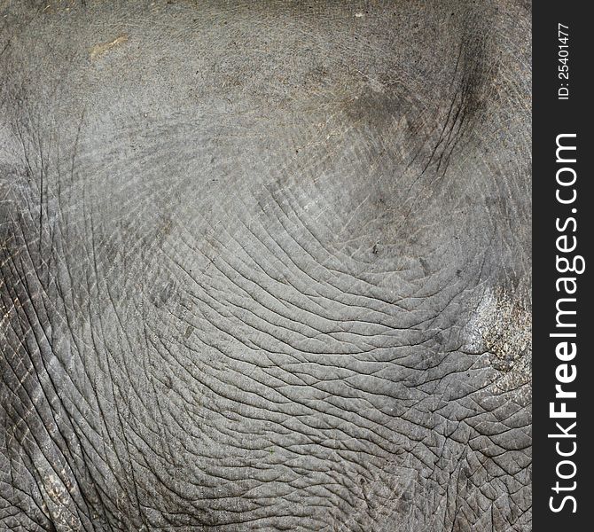 Texture of Thai elephant skin use for background. Texture of Thai elephant skin use for background