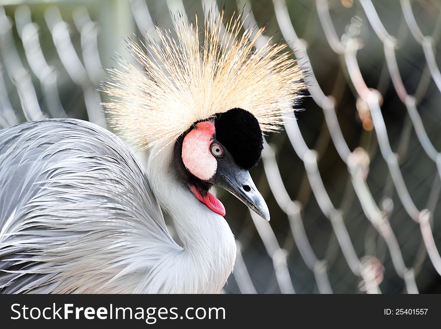 Beautiful crowned crane with blue eye and red wattle. Beautiful crowned crane with blue eye and red wattle