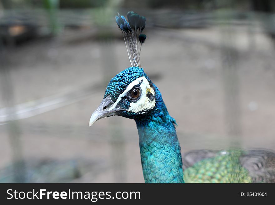 Beautiful Peacock head close up