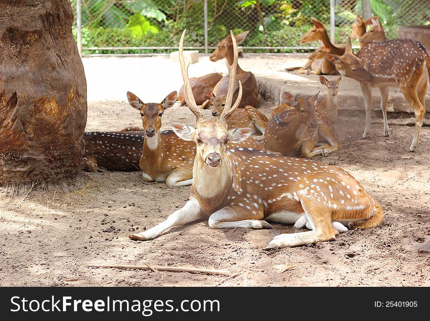 Group of Chital deer in farm