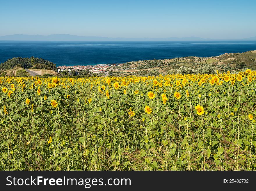Field of Sunflowers overlooking the sea and village