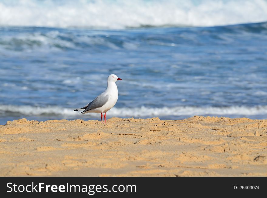 Seagull on the beach.