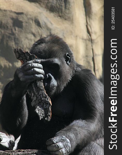 A big gorilla sitting on the rock. Sunny day. A big gorilla sitting on the rock. Sunny day.