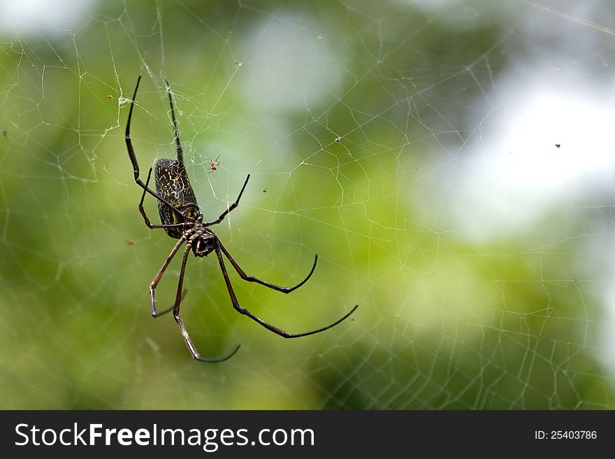 Closeup of a spider in a web.