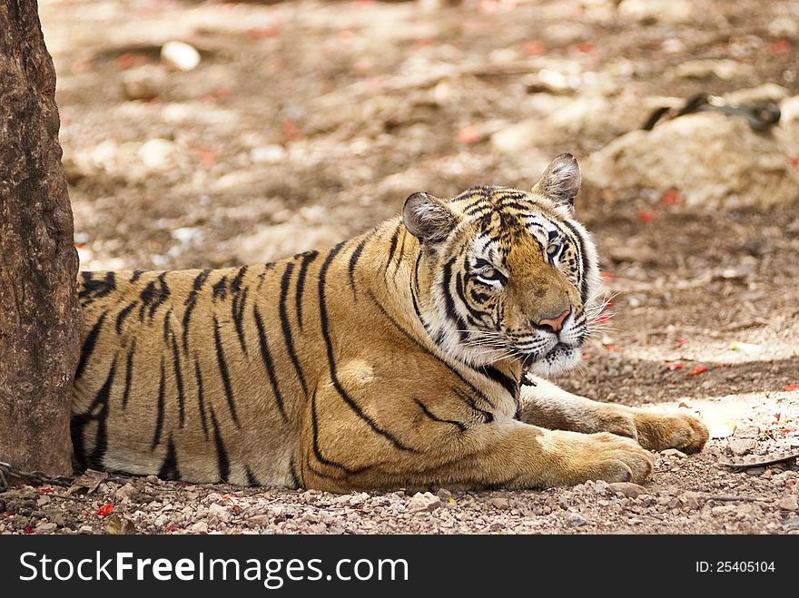 A tiger relaxes in its natural habitat. A tiger relaxes in its natural habitat