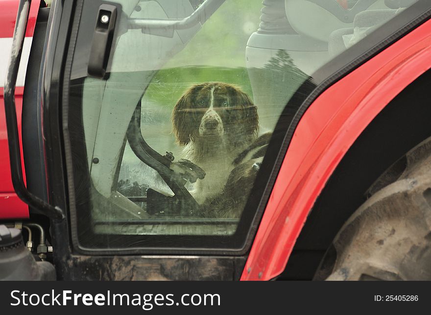 An agricultural workers faithful companion, happy to spend hours ploughing fields with her master, in a tractor cab. An agricultural workers faithful companion, happy to spend hours ploughing fields with her master, in a tractor cab.