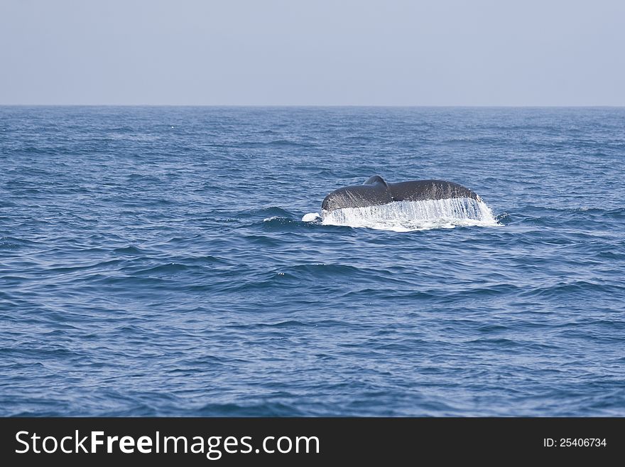 Humpback Whale Fluking Tail In The Pacific Ocean.