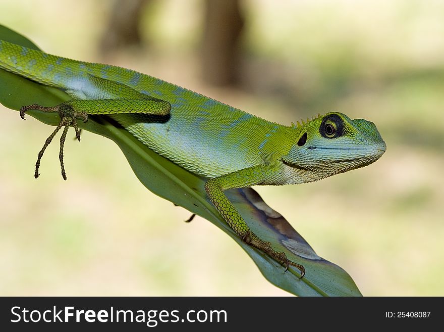 Closeup shot of an expressive Green Crested Lizard.