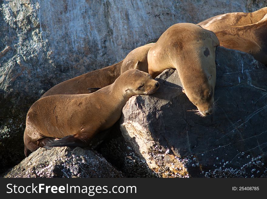 Few California sea lions in wild on stones. Few California sea lions in wild on stones