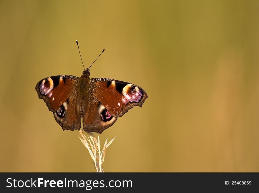 Butterfly with wings spread to dry grass. Butterfly with wings spread to dry grass