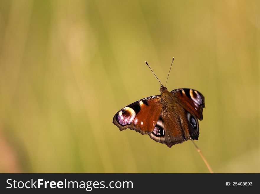 Mesh butterfly wings sitting on the blade of grass, butterfly on a beige background. Mesh butterfly wings sitting on the blade of grass, butterfly on a beige background