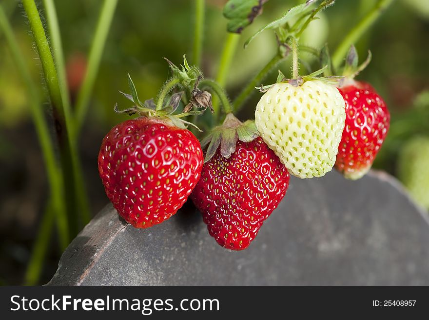 Strawberry plant in a strawberry field. Strawberry plant in a strawberry field