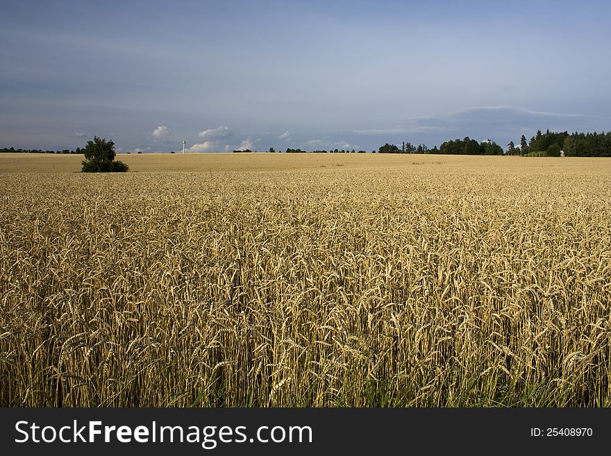 Ropes of grain with blue sky in the background with trees. Ropes of grain with blue sky in the background with trees