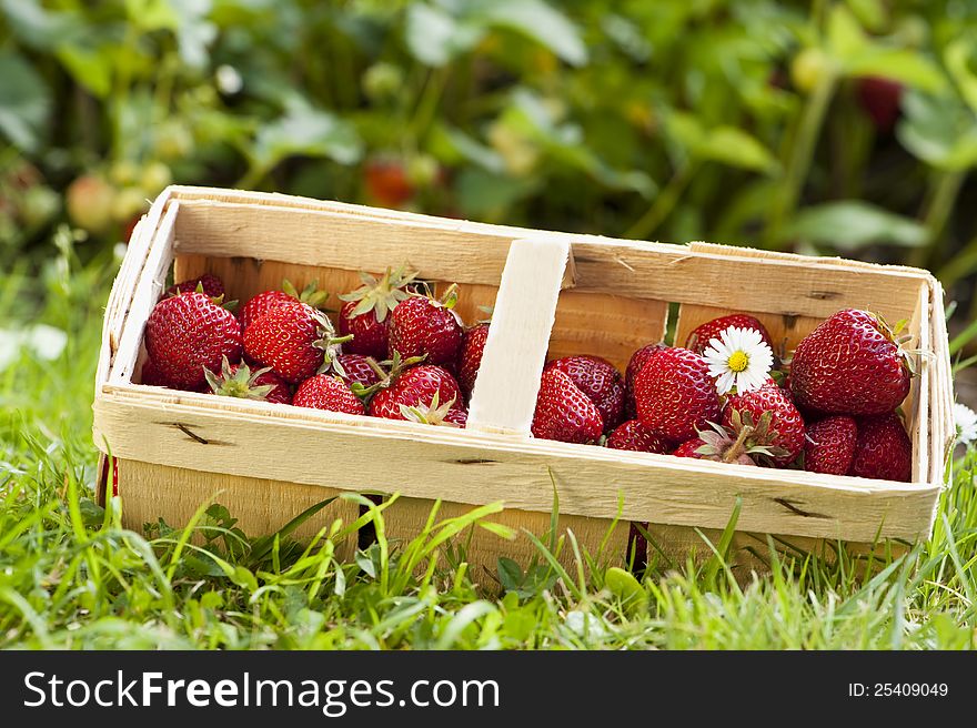 Freshly picked strawberries in a basket