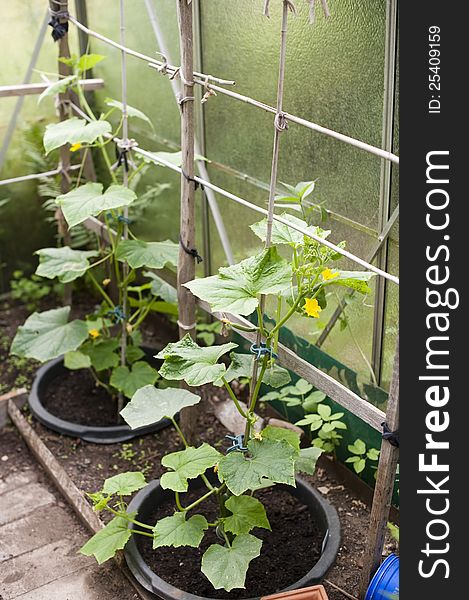 Cucumber plant in a greenhouse