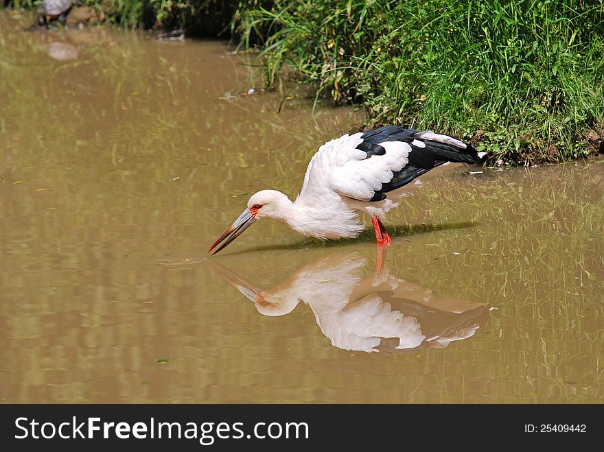 Maguari stork in the water