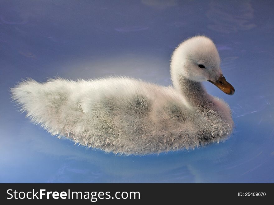 Young Black necked Swan swimming in clear blue water