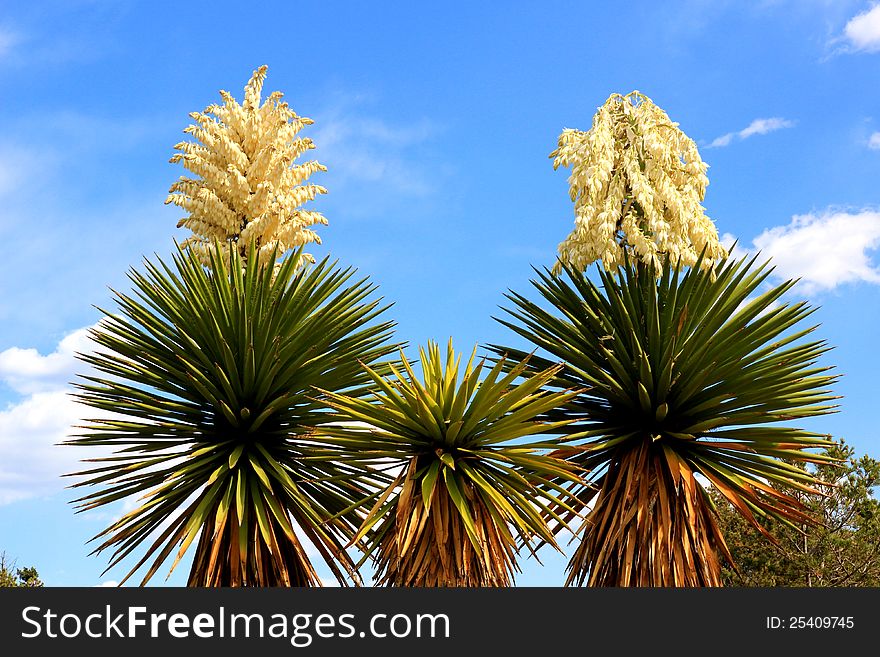 Yucca trees grown as ornimentals in the dry southwest. Yucca trees grown as ornimentals in the dry southwest.