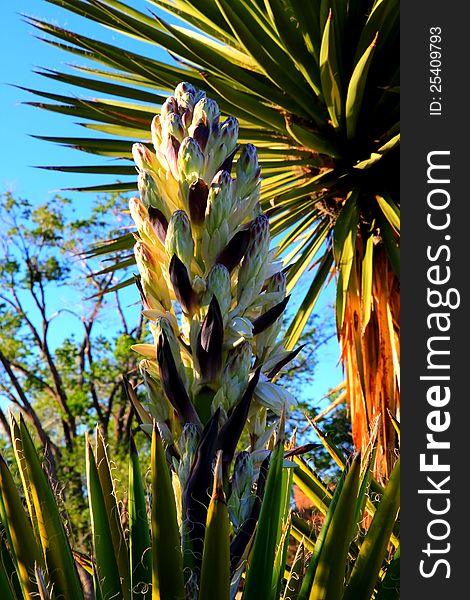 Yucca trees grown as ornimentals in the dry southwest. Yucca trees grown as ornimentals in the dry southwest.