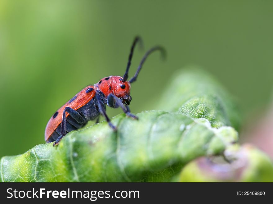 Red Milkweed Beetle