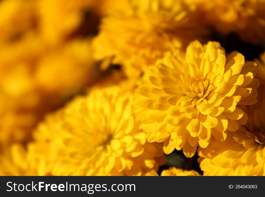 Background of yellow chrysanthemums closeup in bright sunlight. Autumn flowers in the garden. Soft focus, the warm rays of the sun, full frame. Natural autumn background for mother& x27 s day. Macro