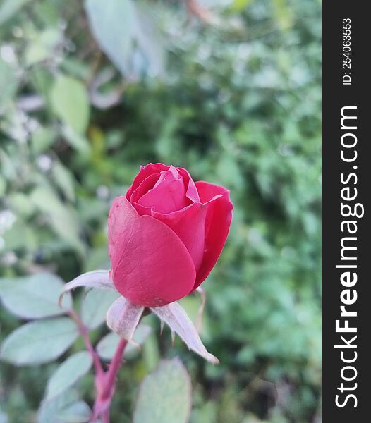 Red rose bud in the garden. A symbol of love.