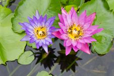 Bee On A Purple And Pink Lotus. Royalty Free Stock Images