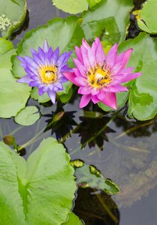 Bee On A Purple And Pink Lotus. Royalty Free Stock Photography