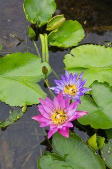 Bee On A Purple And Pink Lotus. Royalty Free Stock Photo