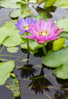 Lotus With Reflection And Insects. Stock Photography