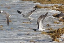 Seaweed And Seagulls At The Beach Royalty Free Stock Images