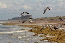 Seaweed And Seagulls On The Shore Stock Images