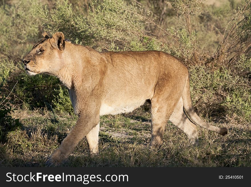 An older lioness &#x28;closeup reveals a large tumor on the back of her neck&#x29; takes a stroll through the bushes to dry off her wet fur in the sunlight after wading through waters of the delta. An older lioness &#x28;closeup reveals a large tumor on the back of her neck&#x29; takes a stroll through the bushes to dry off her wet fur in the sunlight after wading through waters of the delta