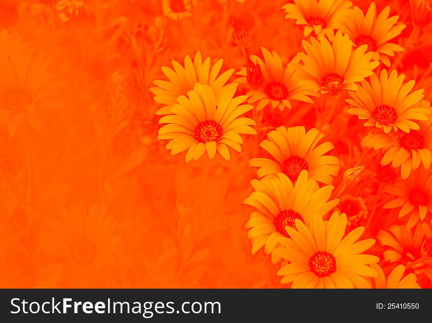 Bright flower background from a calendula. Bright flower background from a calendula