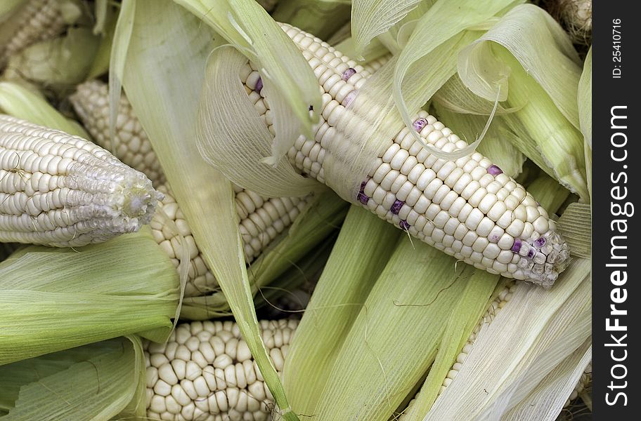 A pile of fresh corn cobs with husks peeled off. A pile of fresh corn cobs with husks peeled off.