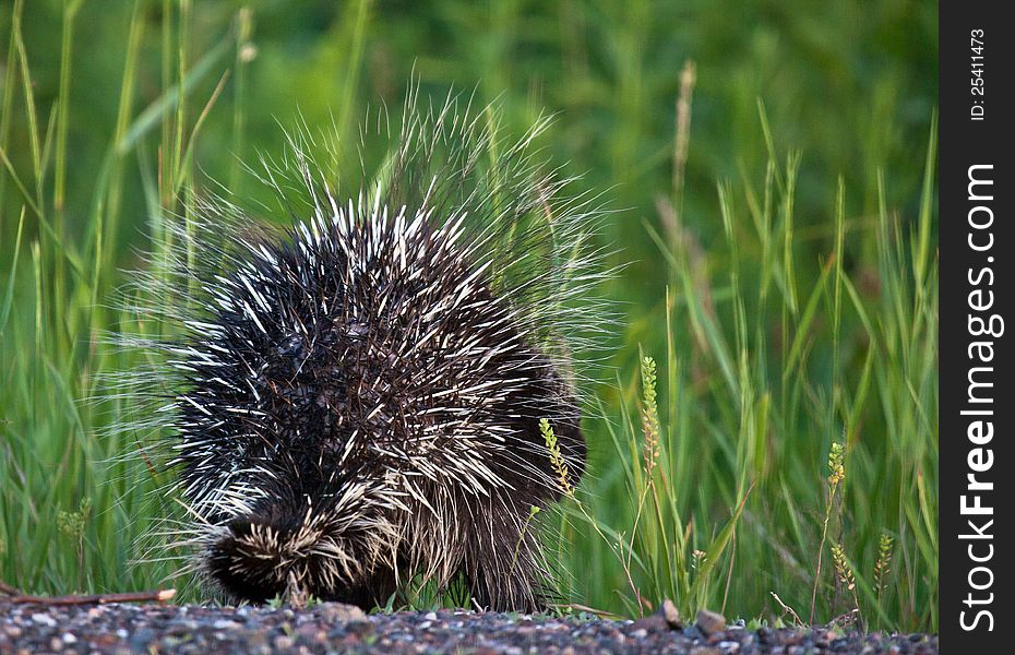 Image of the back of a porcupine showing his raised quills