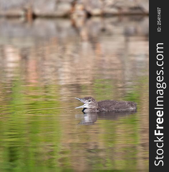 Young common loon chick with its beak open, yawning.