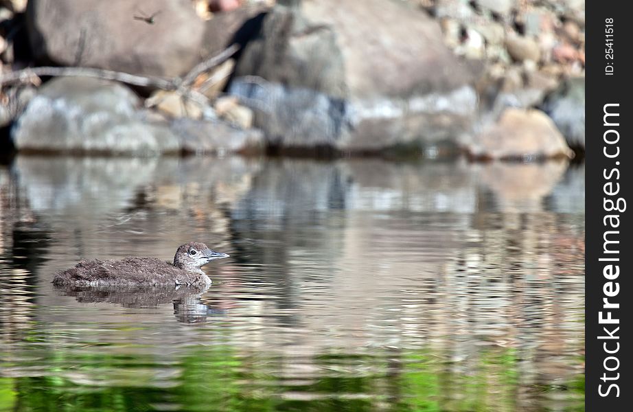 Young common loon chick profile with full reflection in the water.  Rocky shoreline in background. Young common loon chick profile with full reflection in the water.  Rocky shoreline in background.