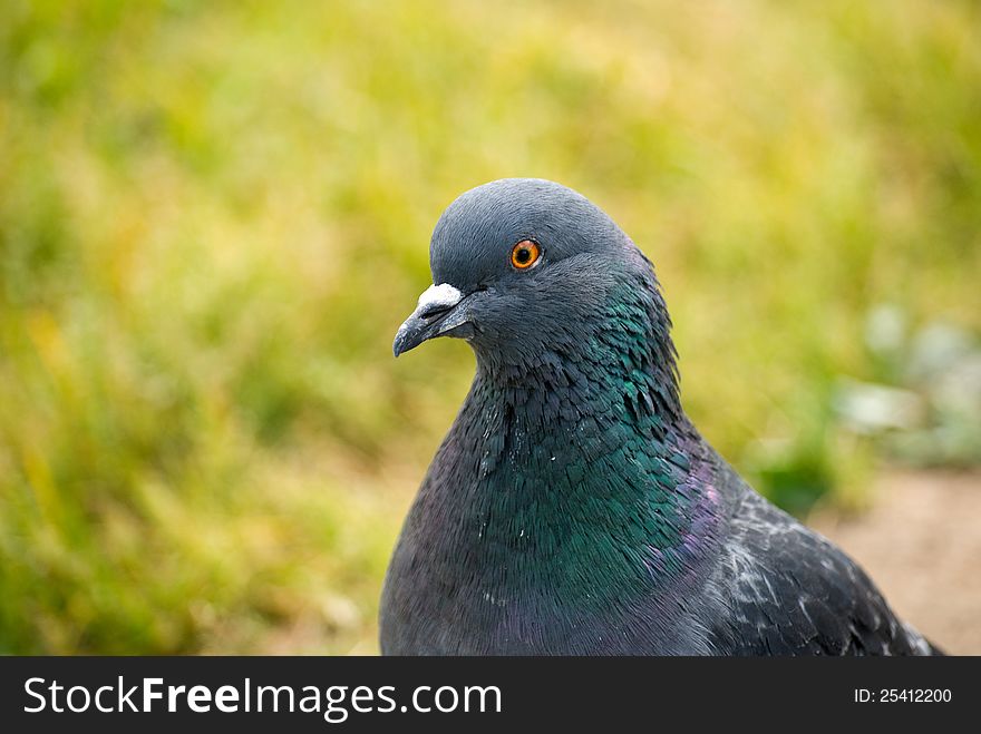 Portrait of an ordinary urban pigeon