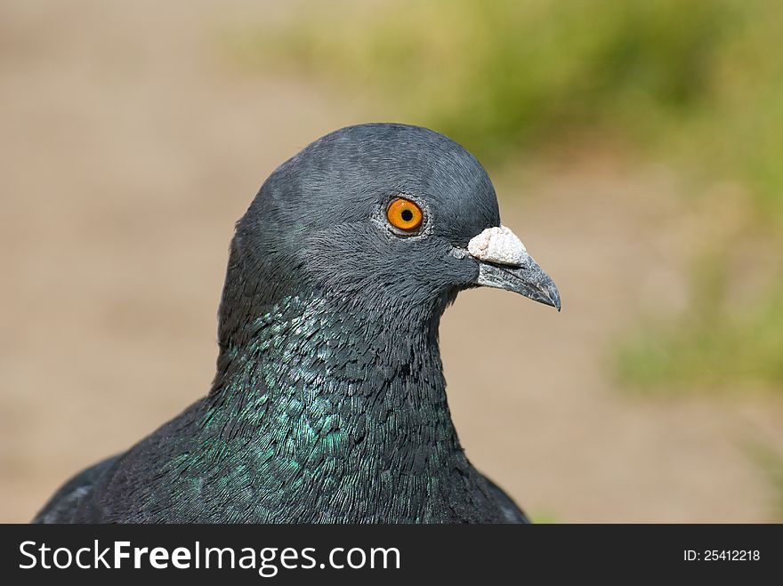 Portrait of an ordinary urban pigeon