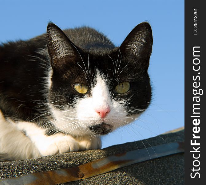 Watchful cat, gazing into the camera. Watchful cat, gazing into the camera