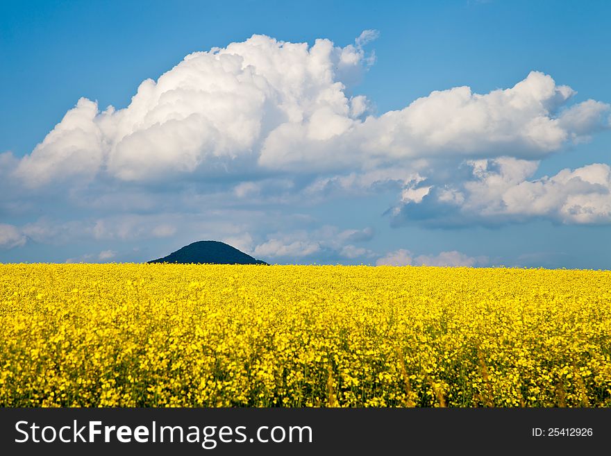 Field of yellow rapeseed against the blue sky. Field of yellow rapeseed against the blue sky