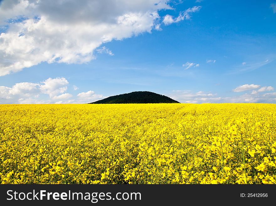 Field of yellow rapeseed against the blue sky. Field of yellow rapeseed against the blue sky