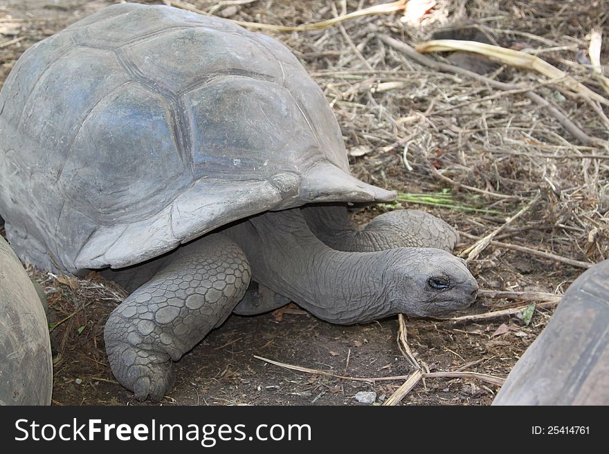 Tortoise From The Seychelles