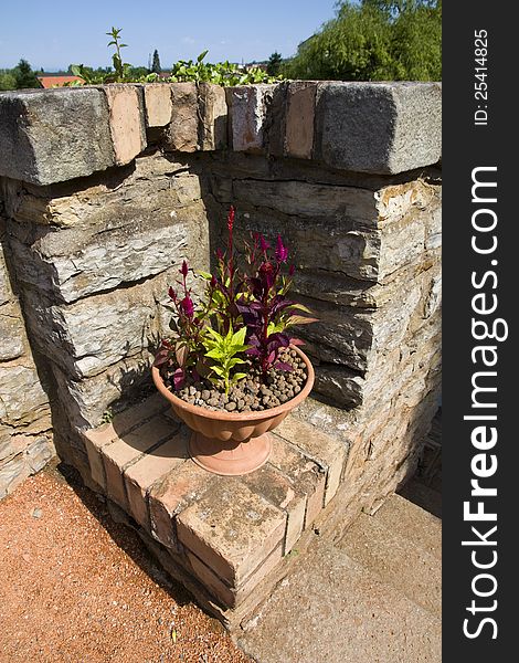 Green and red ornamental plants in a pot with a stone wall. Green and red ornamental plants in a pot with a stone wall