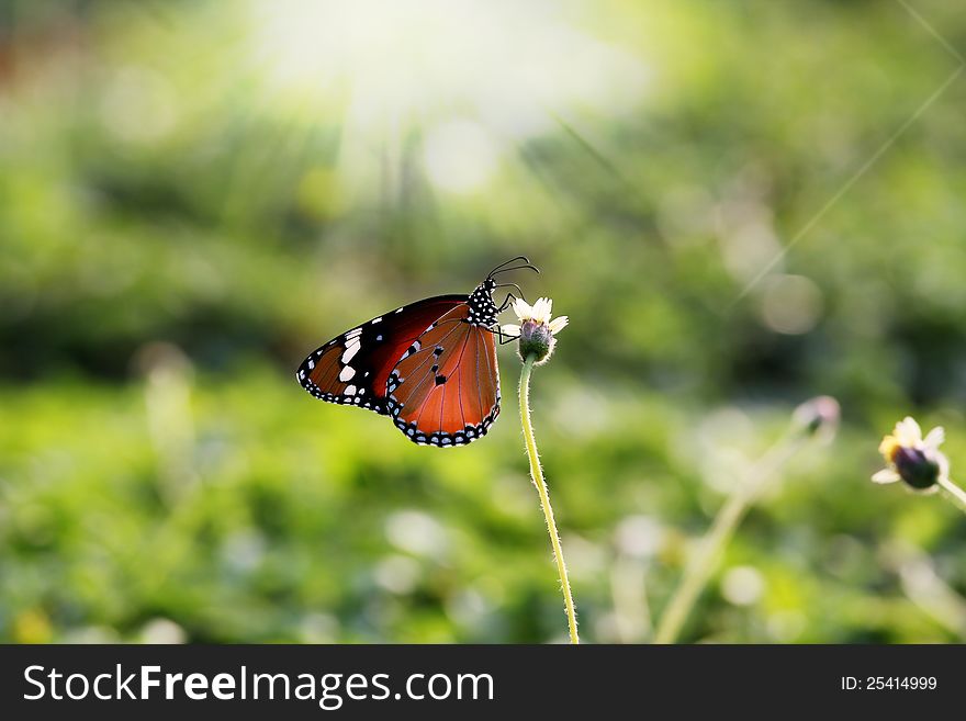 Monarch butterfly on a flower feeding on nectar