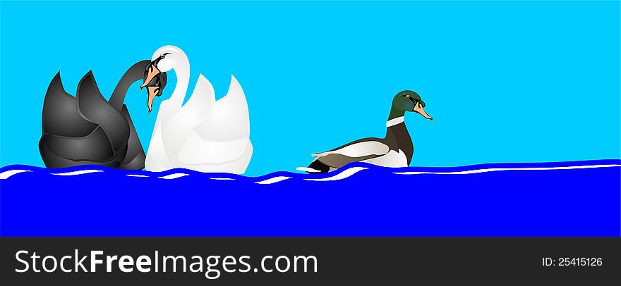 Two swans cuddling in the water, while a duck floats on by. Two swans cuddling in the water, while a duck floats on by...
