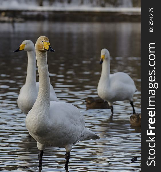 Whooper swans in the lake