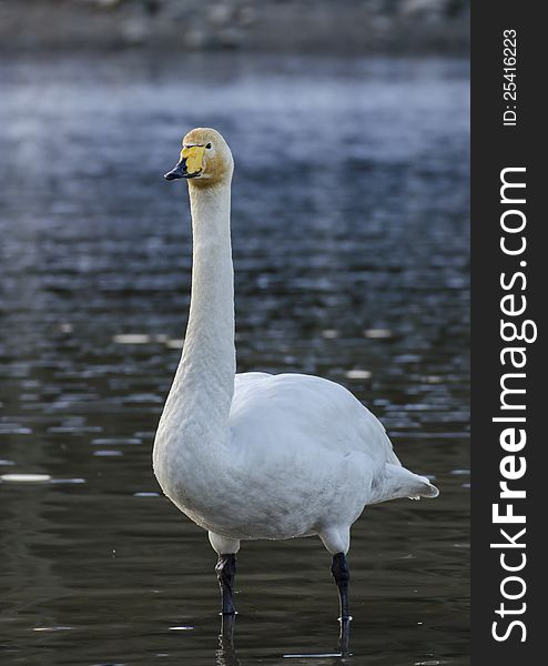 Whooper swans in the lake